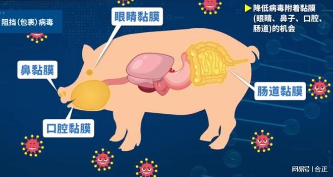 蓝耳净化：铁栏32技术领先不止一个维度(图2)