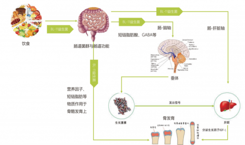 科研创新引领行业标杆——赛哺高获评“儿童成长益生菌行业领先品牌”(图3)