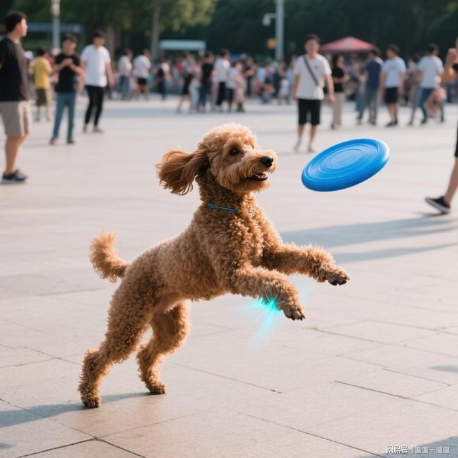 你知道贵宾狗粮怎么选吗？来看看凯锐思表现性价比之王实测推荐(图5)