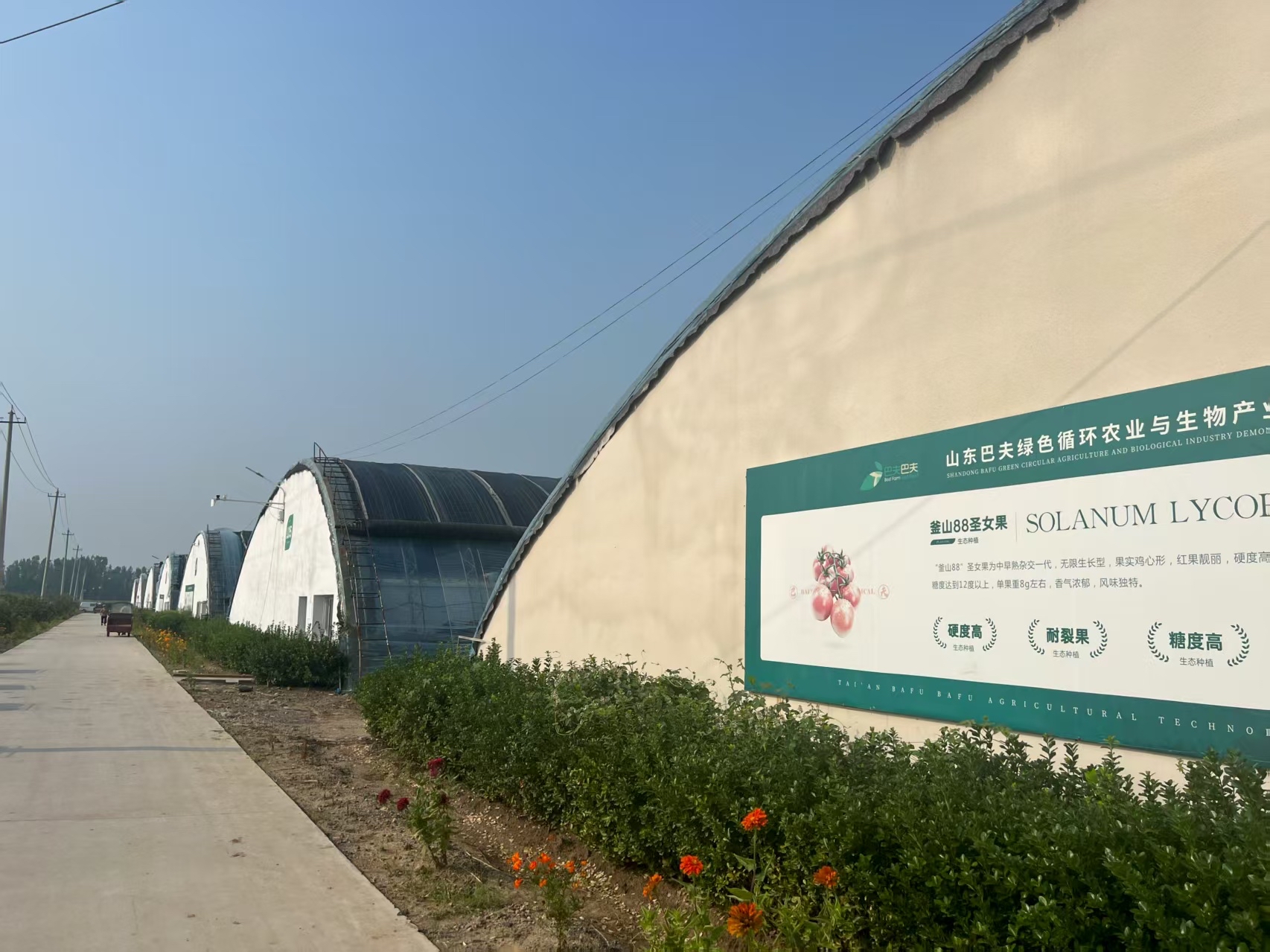 乡村振兴丨宁阳“小菌种”激活“大循环”(图4)