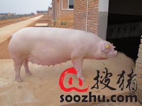 地塞米松在猪场使用的九大禁忌用错了小心要猪命！(图2)