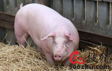 地塞米松在猪场使用的九大禁忌用错了小心要猪命！(图3)