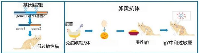猫毛过敏科研突破！洛卫家专利技术如何用IgY为猫咪带来健康(图3)