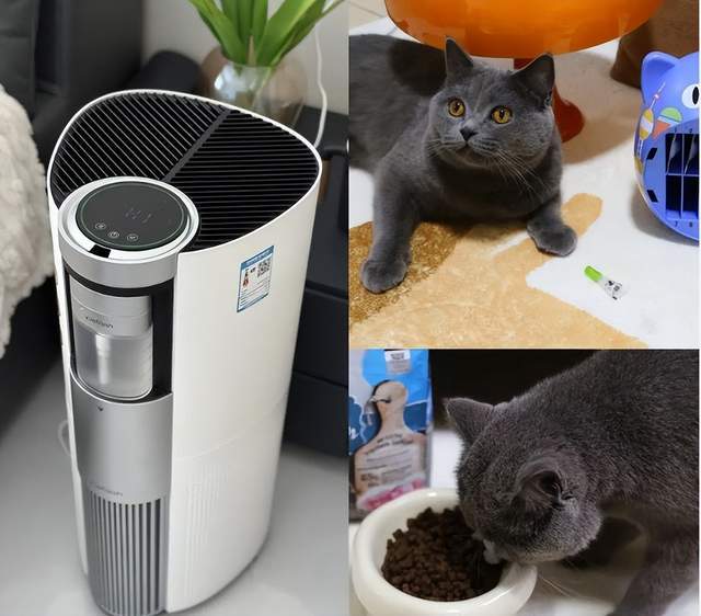 2025年猫毛过敏应对指南：5款有效空气净化器测评推荐(图1)