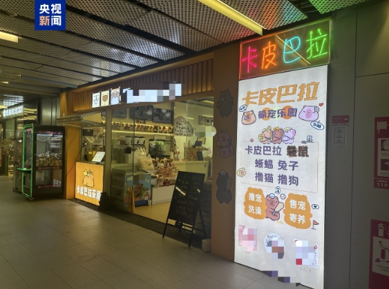 卡皮巴拉、羊驼入驻商场、写字楼 究竟暗藏哪些隐患？(图1)