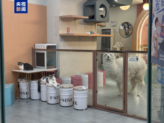 卡皮巴拉、羊驼入驻商场、写字楼 究竟暗藏哪些隐患？(图2)