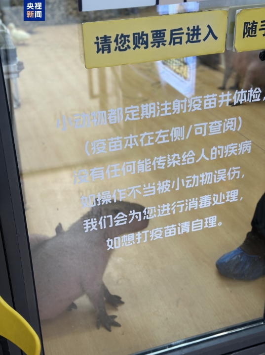 卡皮巴拉、羊驼入驻商场、写字楼 究竟暗藏哪些隐患？(图4)