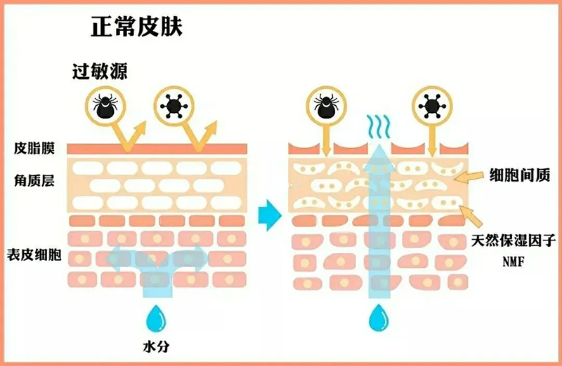 含未申报过敏原 泰国出口蚝油被通报