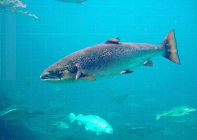 风波不断！澳洲三文鱼、生蚝全爆雷这次连超市都慌了(图1)