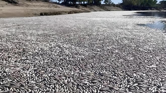 风波不断！澳洲三文鱼、生蚝全爆雷这次连超市都慌了(图7)