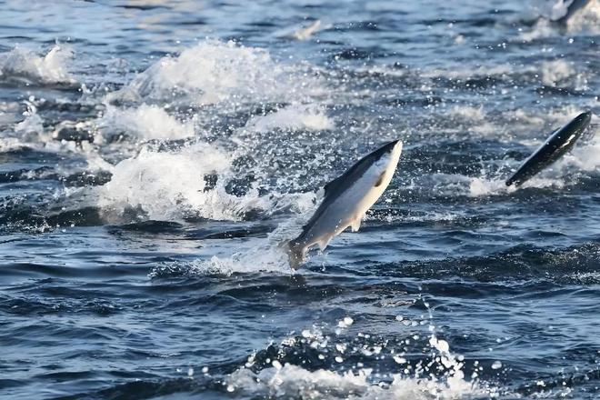 风波不断！澳洲三文鱼、生蚝全爆雷这次连超市都慌了(图11)