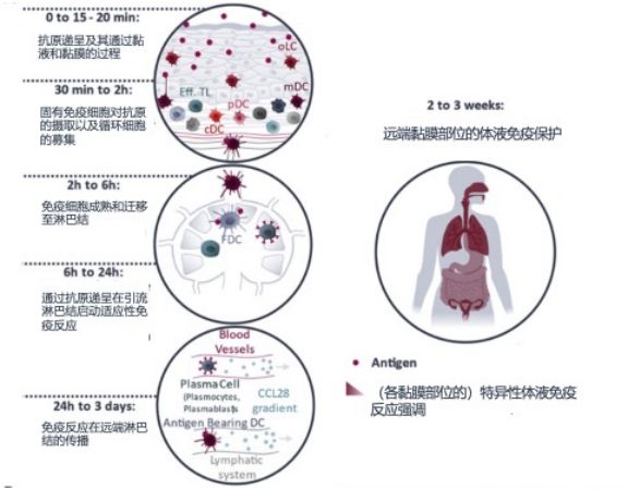 详解过敏原免疫疗法之SLIT的过去、现在和将来(图2)
