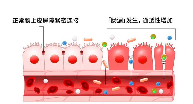 绝大多数自免问题的真正起点可能就是你以为没问题的那一口食物！(图14)