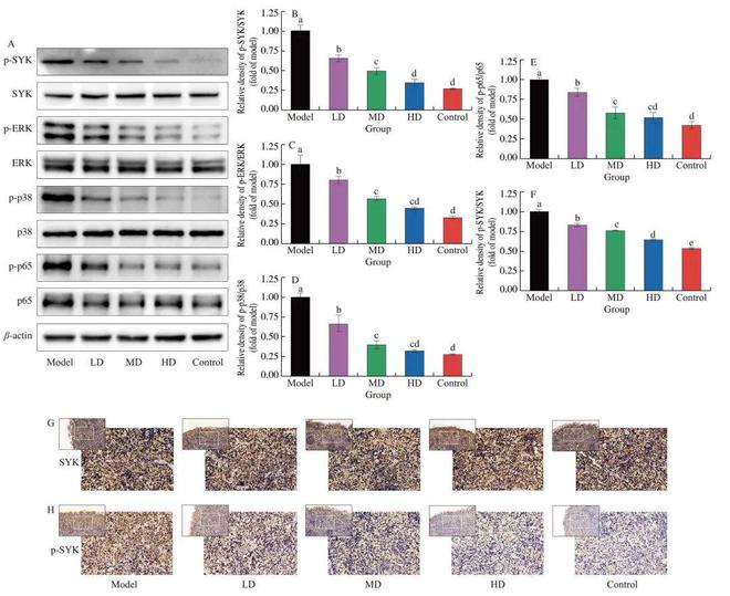 FSHW 芝麻素靶向脾脏酪氨酸激酶缓解IgE介导的食物过敏反应研究机制(图13)