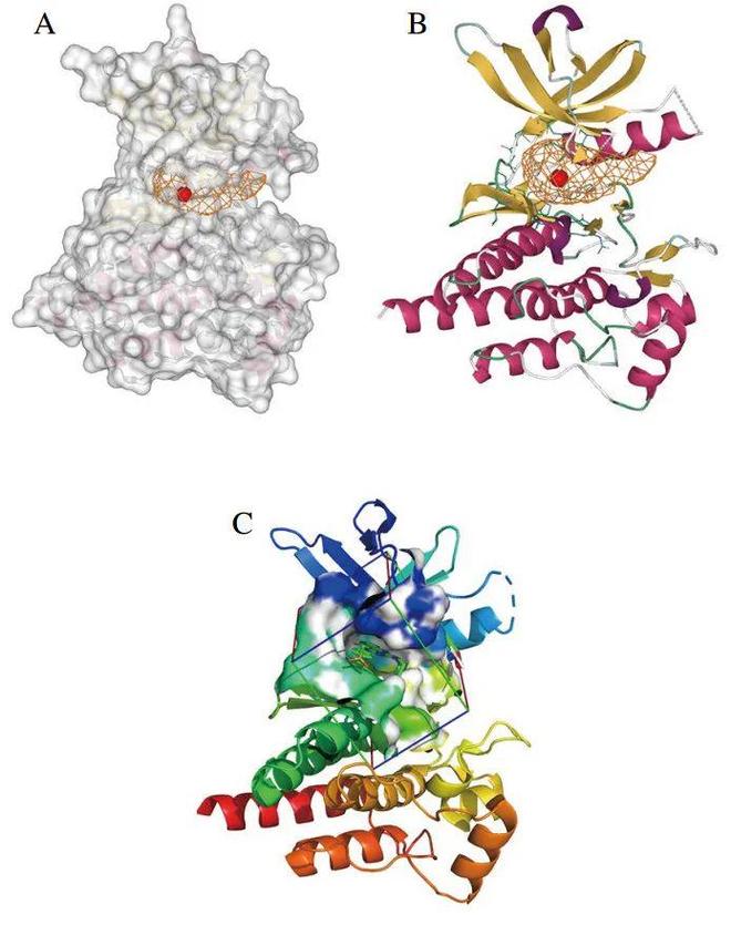 FSHW 芝麻素靶向脾脏酪氨酸激酶缓解IgE介导的食物过敏反应研究机制(图1)