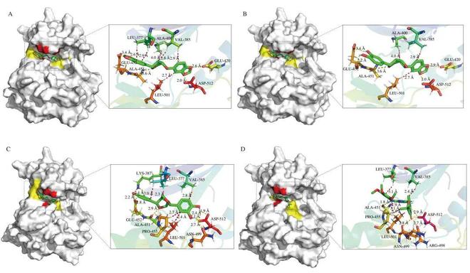 FSHW 芝麻素靶向脾脏酪氨酸激酶缓解IgE介导的食物过敏反应研究机制(图5)