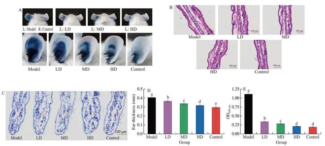 FSHW 芝麻素靶向脾脏酪氨酸激酶缓解IgE介导的食物过敏反应研究机制(图9)