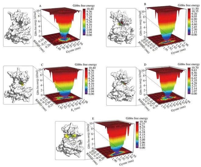 FSHW 芝麻素靶向脾脏酪氨酸激酶缓解IgE介导的食物过敏反应研究机制(图7)