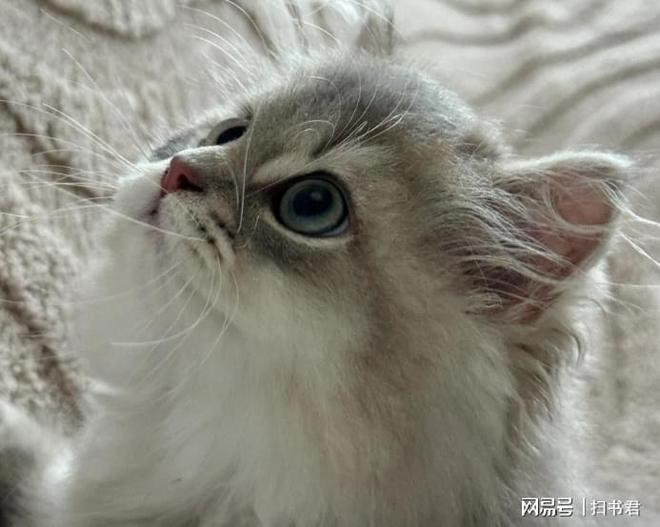 猫毛空气净化器有用吗？宠物空气净化器吸猫毛有用吗？(图1)