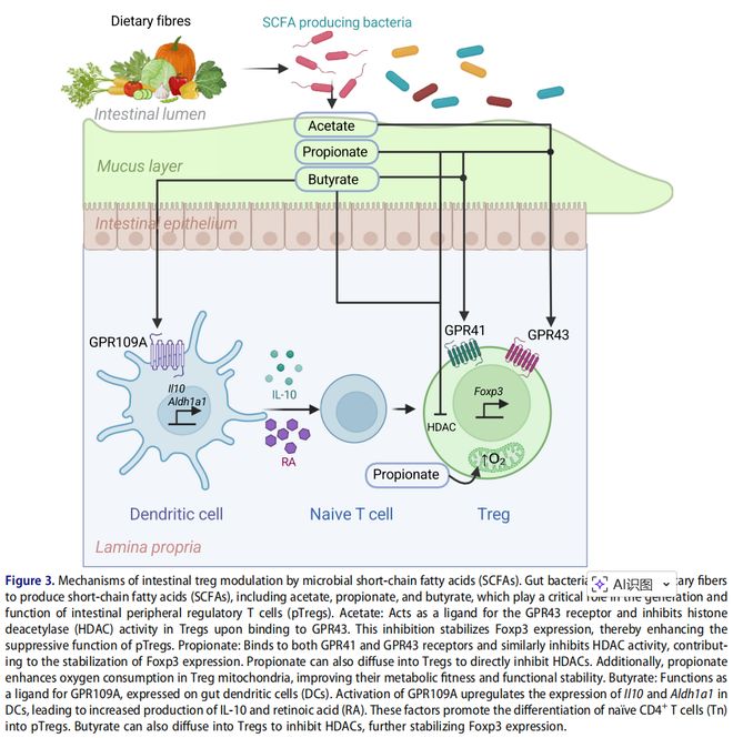 肠道菌群 ×T 细胞：这对 “黄金搭档” 如何维持身体平衡？(图4)