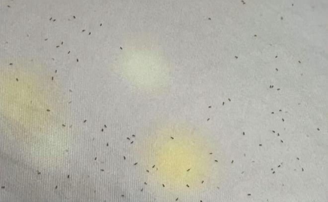 哪个除螨仪性价比高又好用推荐？最推荐的十款家用除螨仪品牌！(图2)