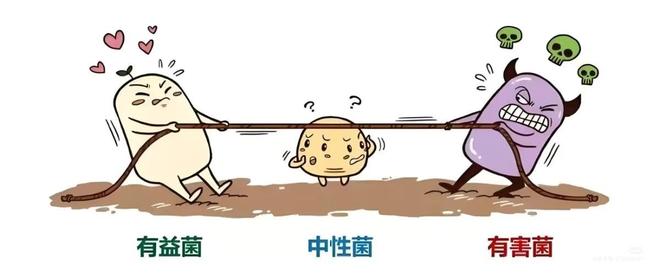 肠黏膜屏障：菌群守护的 “肠道长城”破了会引发全身问题(图1)