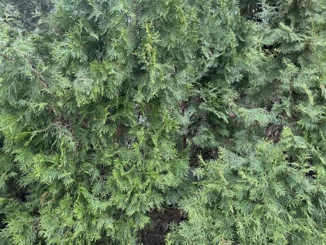 “过敏星人”注意！圆柏花粉致敏季又来临 成都市园林局：正开展治理工作(图3)