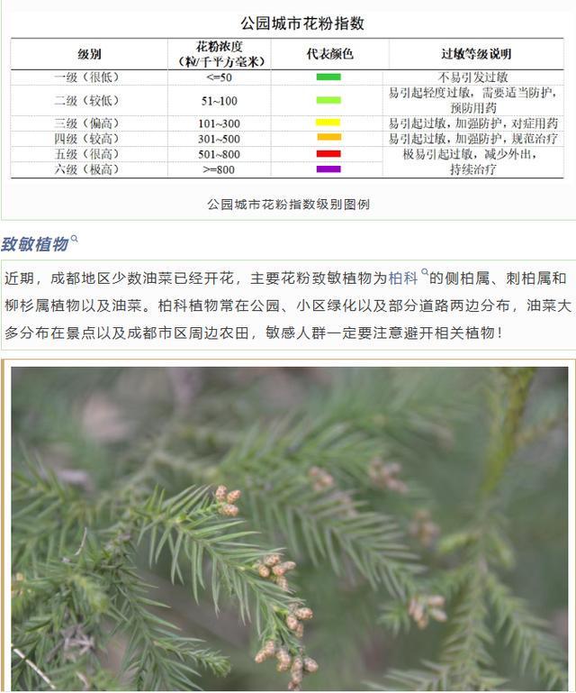 “过敏星人”注意！圆柏花粉致敏季又来临 成都市园林局：正开展治理工作(图2)