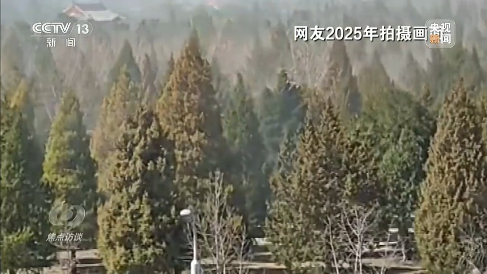 焦点访谈丨花粉过敏成“隐形烦恼” 生态和健康之间如何找平衡？(图1)