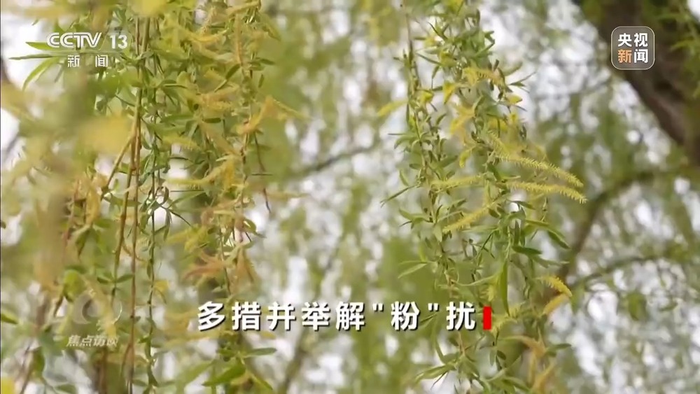 焦点访谈丨花粉过敏成“隐形烦恼” 生态和健康之间如何找平衡？(图10)