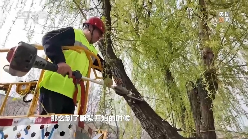 焦点访谈丨花粉过敏成“隐形烦恼” 生态和健康之间如何找平衡？(图12)