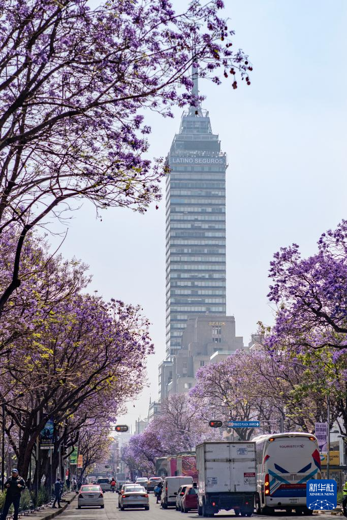 春日墨西哥城：蓝花楹盛开(图5)