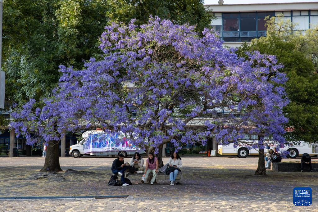 春日墨西哥城：蓝花楹盛开(图9)