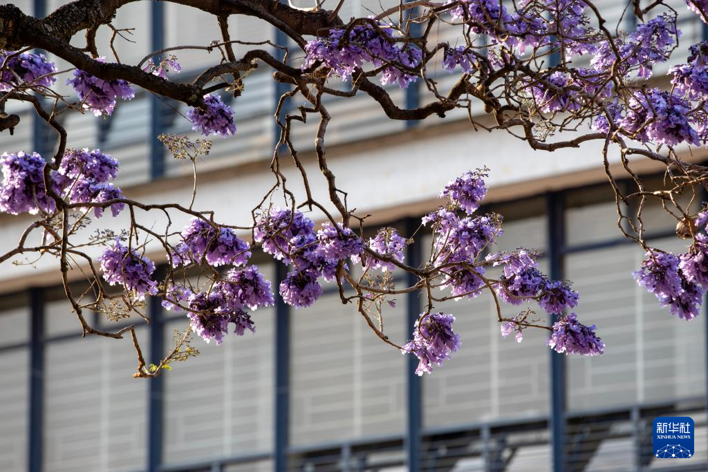 春日墨西哥城：蓝花楹盛开(图11)