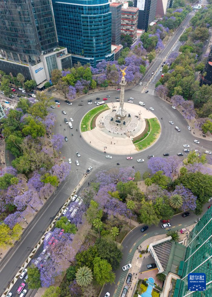 春日墨西哥城：蓝花楹盛开(图12)