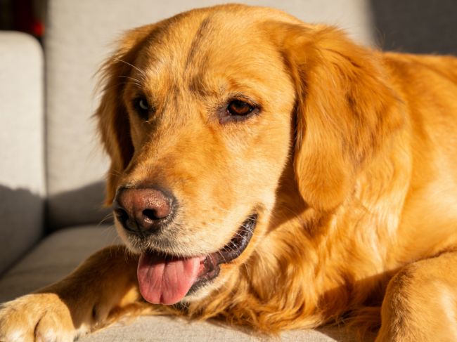 预算有限宠物净化器吸猫毛哪个牌子好？品牌排行榜前十名安心买！