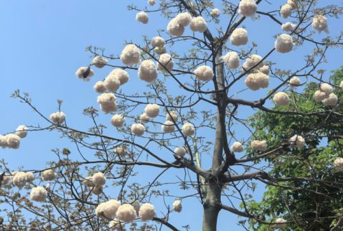 百奥除湿广州“棉絮季”叠加高湿室内控湿比单纯防絮更关键(图1)
